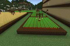 Central-Hub-Farm-Pic-10