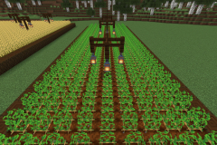 Central-Hub-Farm-Pic-2